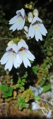 Euphrasia cuneata