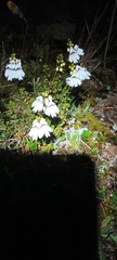 Euphrasia cuneata