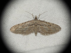 Eupithecia rosmarinata
