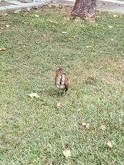 Gorsachius melanolophus