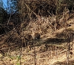 Oryctolagus cuniculus