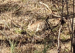 Oryctolagus cuniculus