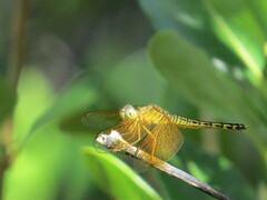 Neurothemis