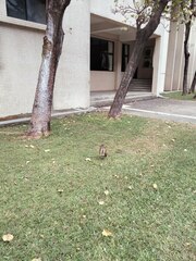 Gorsachius melanolophus