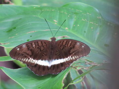Tanaecia