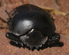 Scarabaeus rusticus