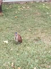 Gorsachius melanolophus