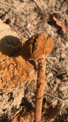 Battarrea phalloides