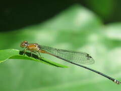 Pseudagrion