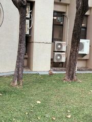 Gorsachius melanolophus