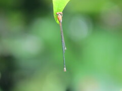 Pseudagrion