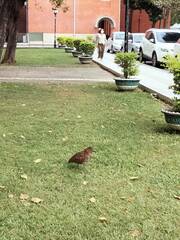 Gorsachius melanolophus