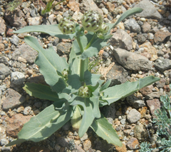 Malacothrix coulteri