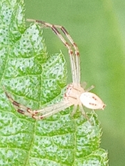 Thomisidae