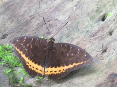 Lexias panopus