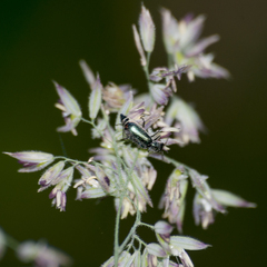 Cordylepherus viridis