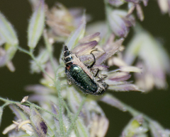 Cordylepherus viridis