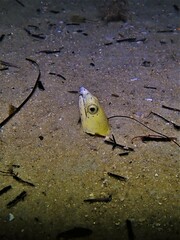 Ophichthus altipennis
