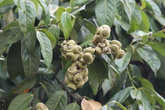 Lithocarpus corneus