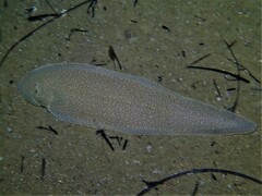 Rock Sole photo 2