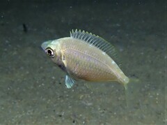 Parequula melbournensis