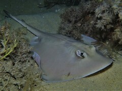 Trygonoptera personata