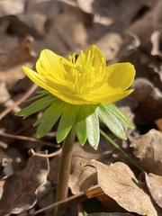 Eranthis hyemalis