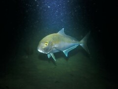 Seriola hippos