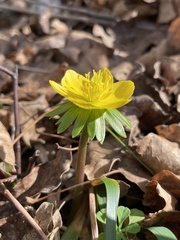 Eranthis hyemalis