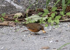 Turdus chrysolaus