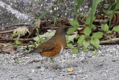 Turdus chrysolaus