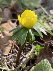 Eranthis hyemalis