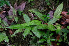Lindsaea lancea