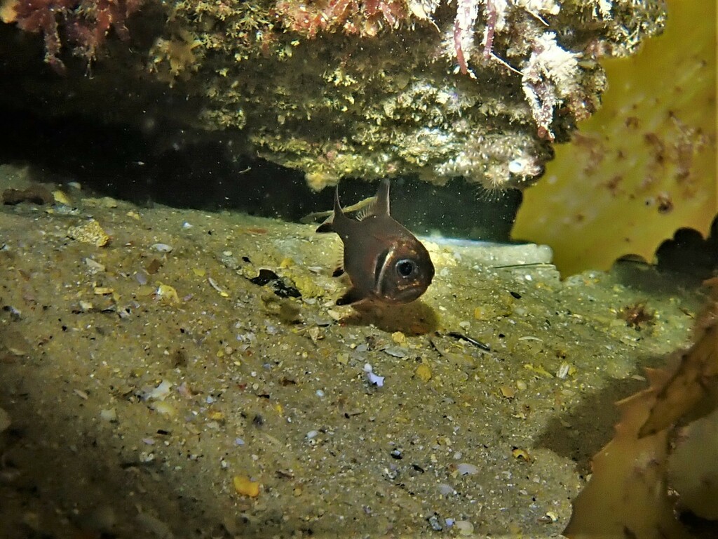 Western Roughy Southern Roughy from N Mole Dr, North Fremantle WA 6159, Australia on ...