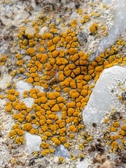 Xanthocarpia feracissima