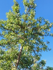 Phytolacca dioica