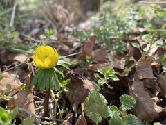 Eranthis hyemalis