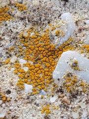 Xanthocarpia feracissima