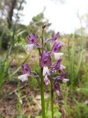 Anacamptis morio