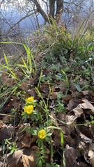 Eranthis hyemalis
