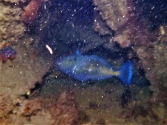 Meuschenia freycineti