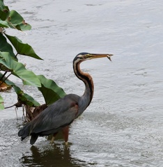 Ardea purpurea manilensis