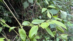 Deeringia polysperma