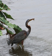 Ardea purpurea manilensis