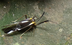 Dictyopsocus pennicornis