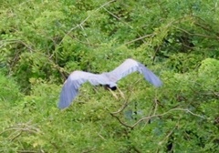 Ardea purpurea manilensis