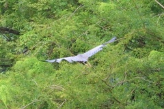 Ardea purpurea manilensis