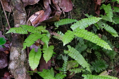 Lindsaea lancea