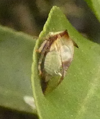 Ceresa ustulata