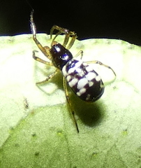 Micrathena